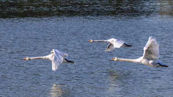 H&ouml;ckerschw&auml;ne