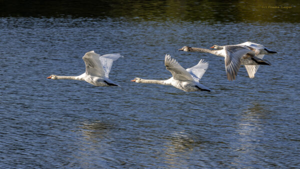 H&ouml;ckerschw&auml;ne