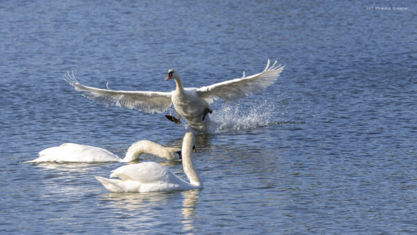 H&ouml;ckerschw&auml;ne