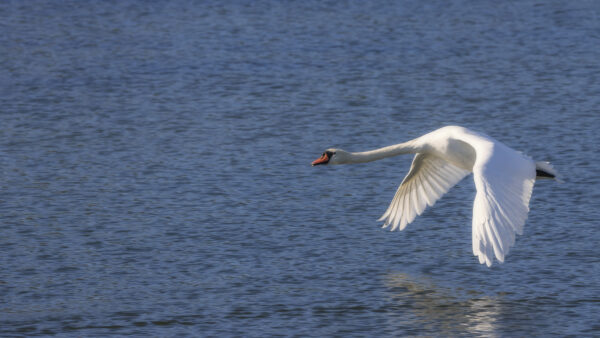 2022-10-FCa-0012-Hoeckerschwan