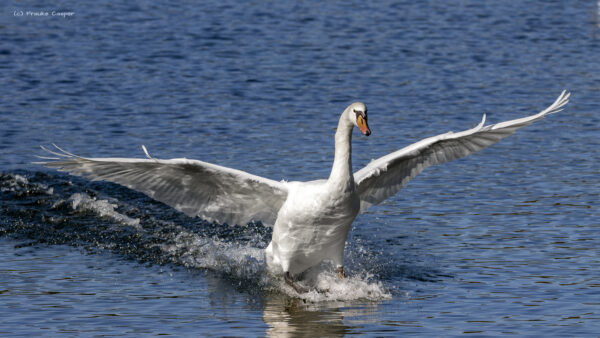 H&ouml;ckerschwan
