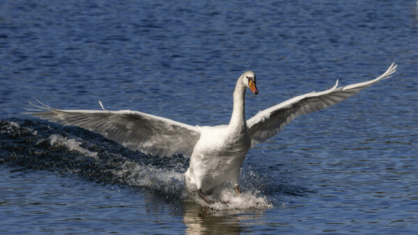 2022-10-FCa-0014-Hoeckerschwan
