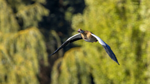 Nilgans