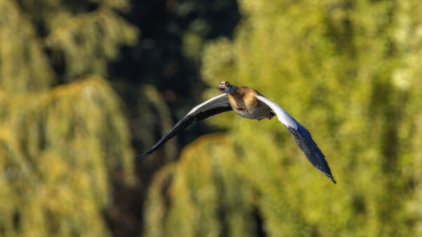 2022-10-FCa-0015-Nilgans