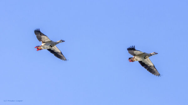 Nilg&auml;nse