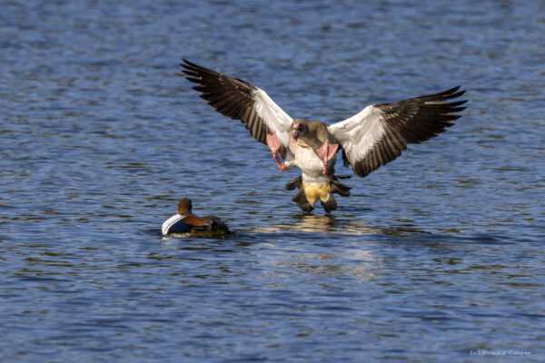 Nilg&auml;nse
