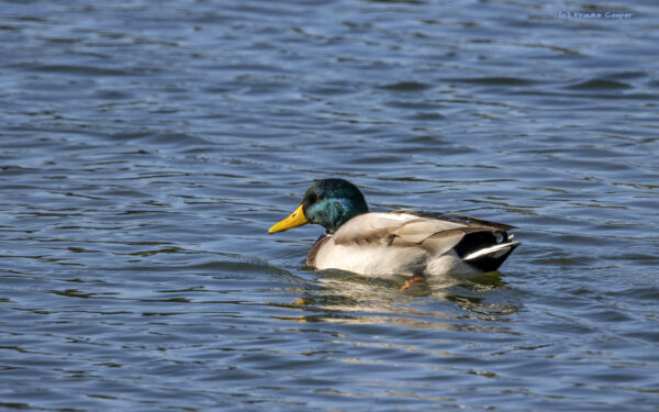 Stockente - m&auml;nnlich