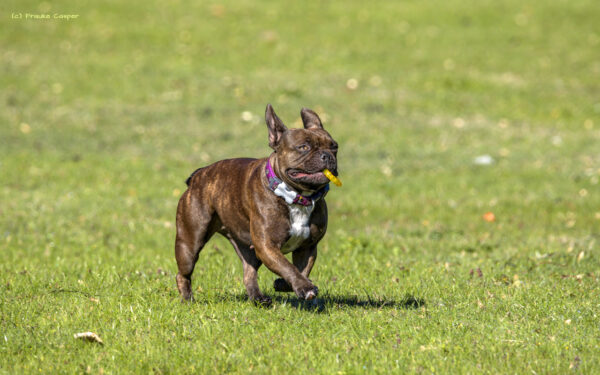 Franz&ouml;sische Bulldogge
