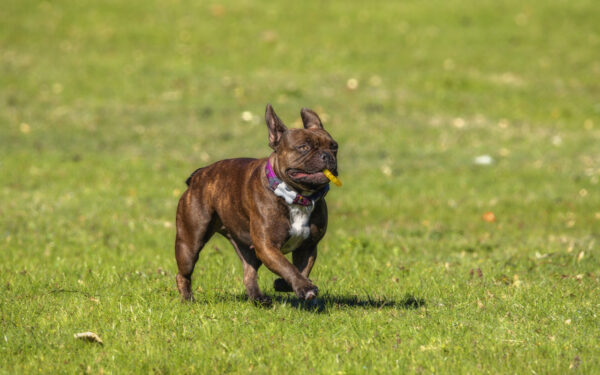2022-10-FCa-0020-Franzoesische-Bulldogge