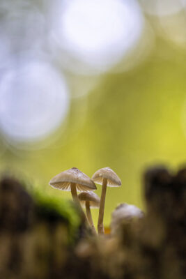 Unbestimmte Helmlinge