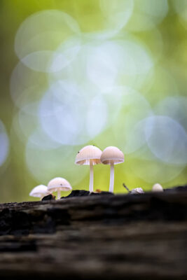 2022-10-FCa-0023-Pilze-unbestimmt