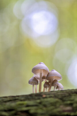 2022-10-FCa-0024-Pilze-unbestimmt