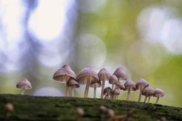 Unbestimmte Helmlinge