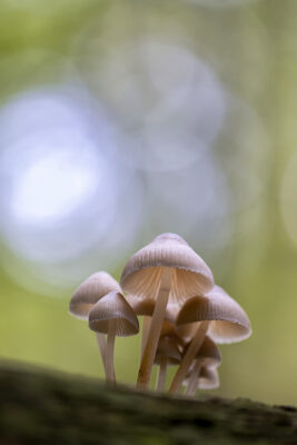 Unbestimmte Helmlinge