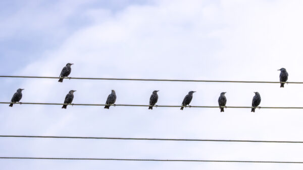 2022-10-FCa-0028-Stare