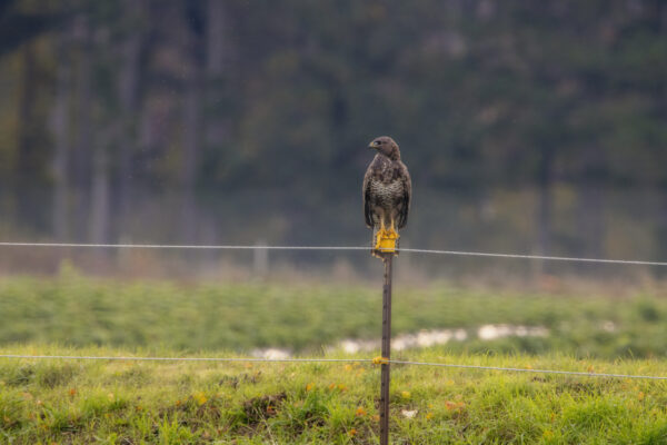 2022-10-FCa-0029-Maeusebussard