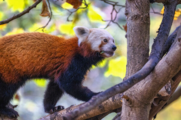 2022-10-FCa-0040-Kleiner-Panda