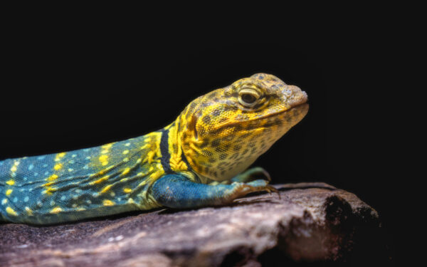 2022-10-FCa-0041-Halsbandleguan