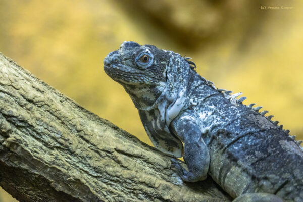 Guatemala Schwarzleguan