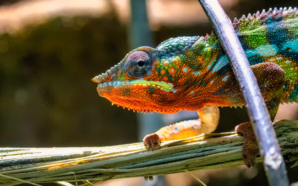 2022-10-FCa-0045-Pantherchamaeleon