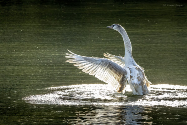 H&ouml;ckerschwan - Jungtier