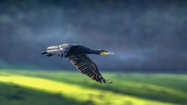 2022-10-FCa-0063-Kormoran