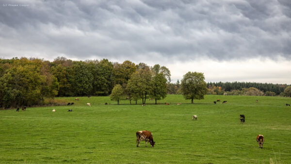 Gl&uuml;ckliche Eifelk&uuml;he