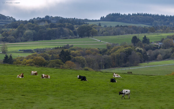 Gl&uuml;ckliche Eifelk&uuml;he