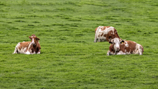 Gl&uuml;ckliche Eifelk&uuml;he
