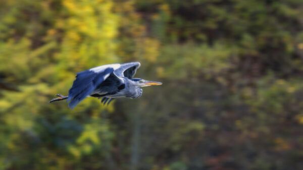 2022-11-FCa-0007-Graureiher