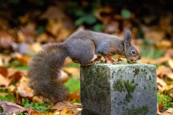 Eichh&ouml;rnchen  - mit N&uuml;ssen immer bestechlich ;-)