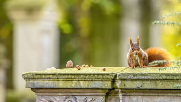 Eichh&ouml;rnchen  - mit N&uuml;ssen immer bestechlich ;-)