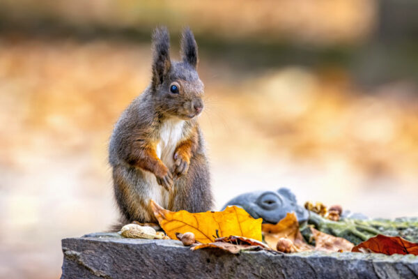 Eichh&ouml;rnchen  - mit N&uuml;ssen immer bestechlich ;-)