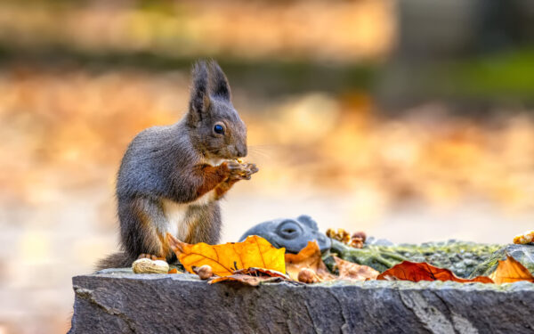 Eichh&ouml;rnchen  - mit N&uuml;ssen immer bestechlich ;-)