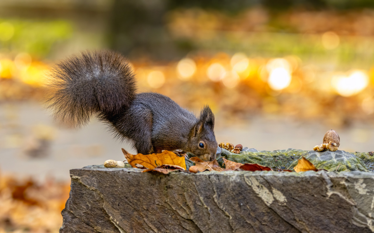 Eichhörnchen  - mit Nüssen immer bestechlich ;-)