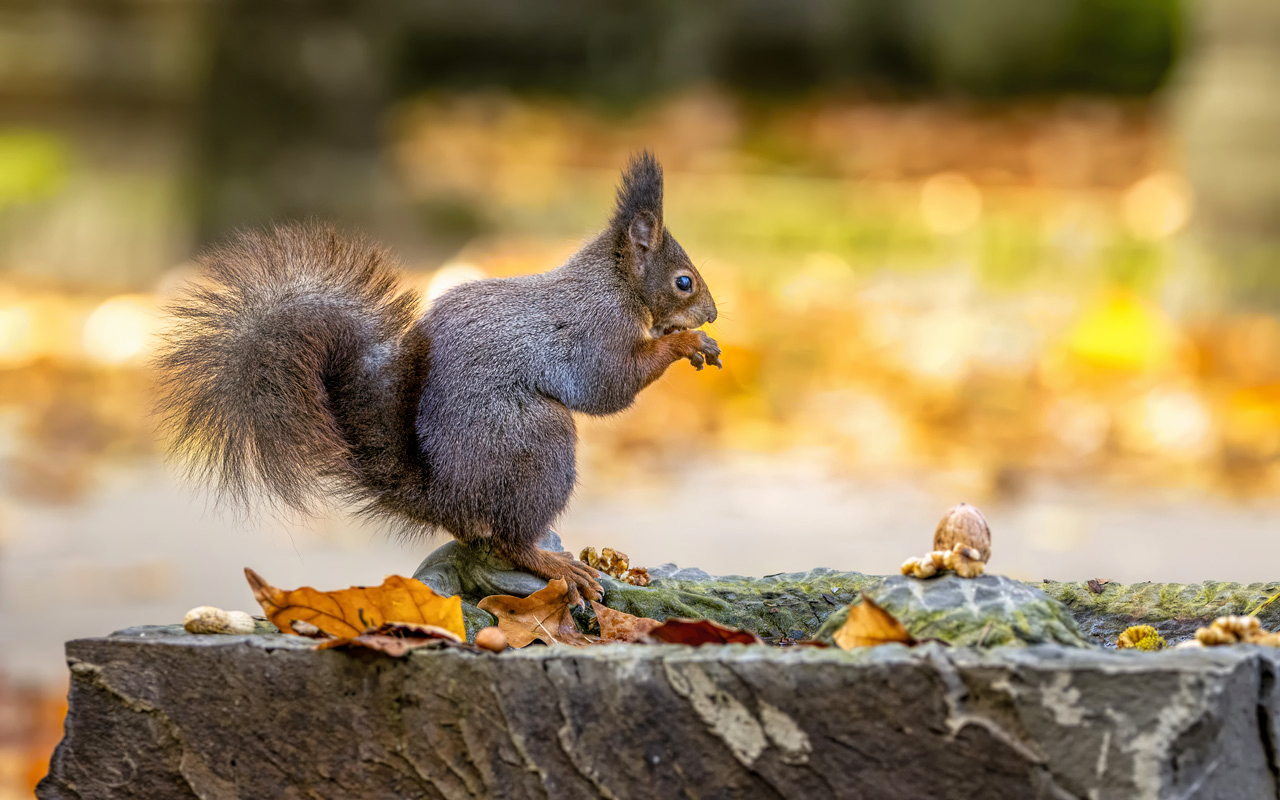Eichhörnchen  - mit Nüssen immer bestechlich ;-)