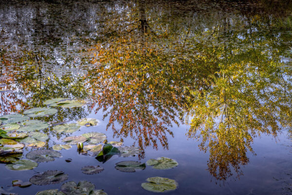 Herbstliche Spiegelung im Teich