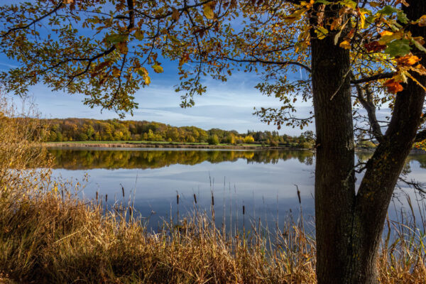 Herbstlandschaft in der Umgebung vom Rodder Maar (Eifel)