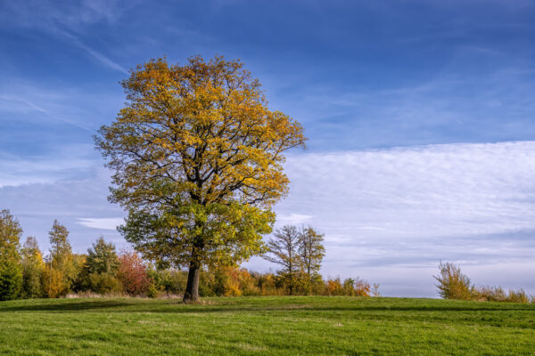 2022-11-FCa-0029-Herbstlandschaft-Rodder-Maar-Eifel