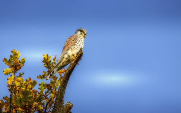 2022-11-FCa-0035-Turmfalke-maennlich