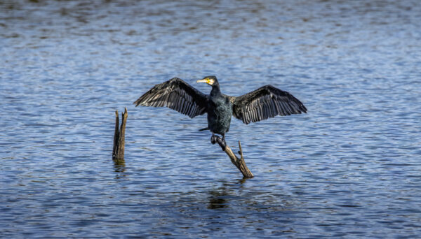 Kormoran Kormoran