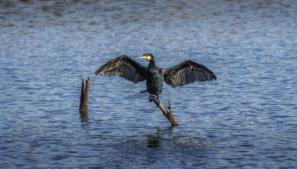 2022-11-FCa-0036-Kormoran