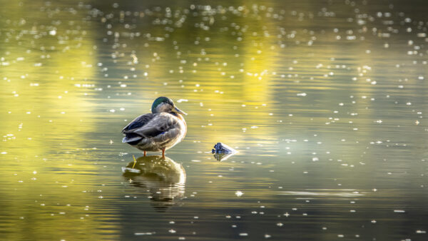 Vermutlich ein Stock-Hausenten-Hybrid