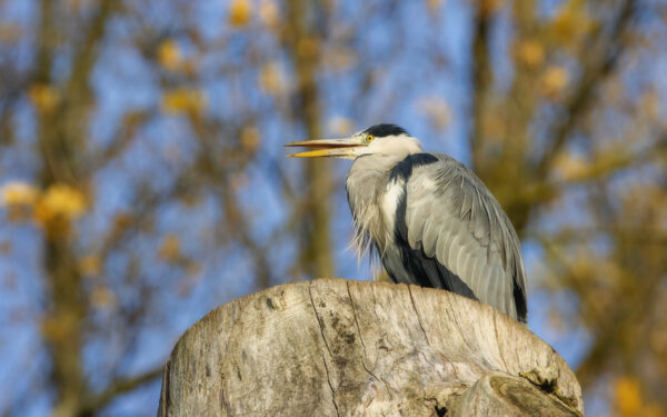 2022-11-FCa-0038-Graureiher