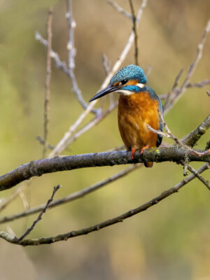 Eisvogel - m&auml;nnlich