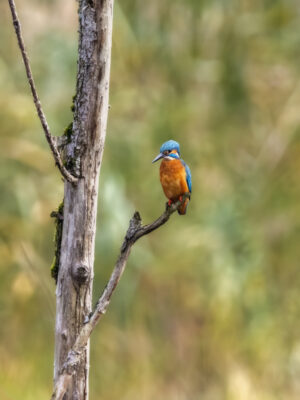 2022-11-FCa-0041-Eisvogel-maennlich
