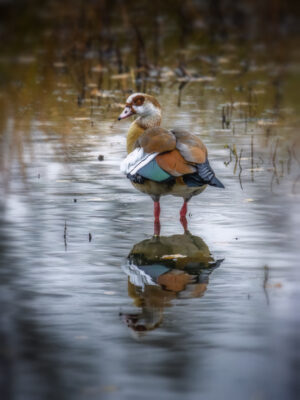 2022-12-FCa-0002-Nilgans