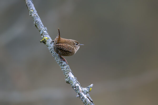 2022-12-FCa-0003-Zaunkoenig