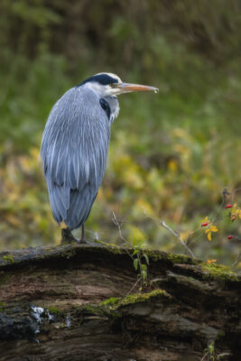 2022-12-FCa-0005-Graureiher