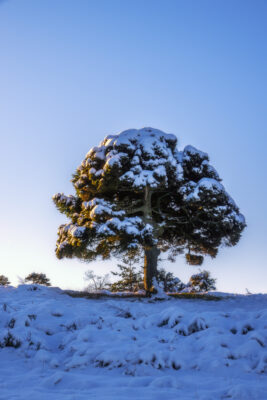 2022-12-FCa-0014-Eifel-Schnee-Landschaft